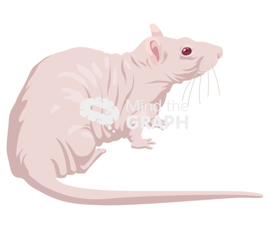 Rat hairless 2 Icons, Symbols, Pictures, and Images