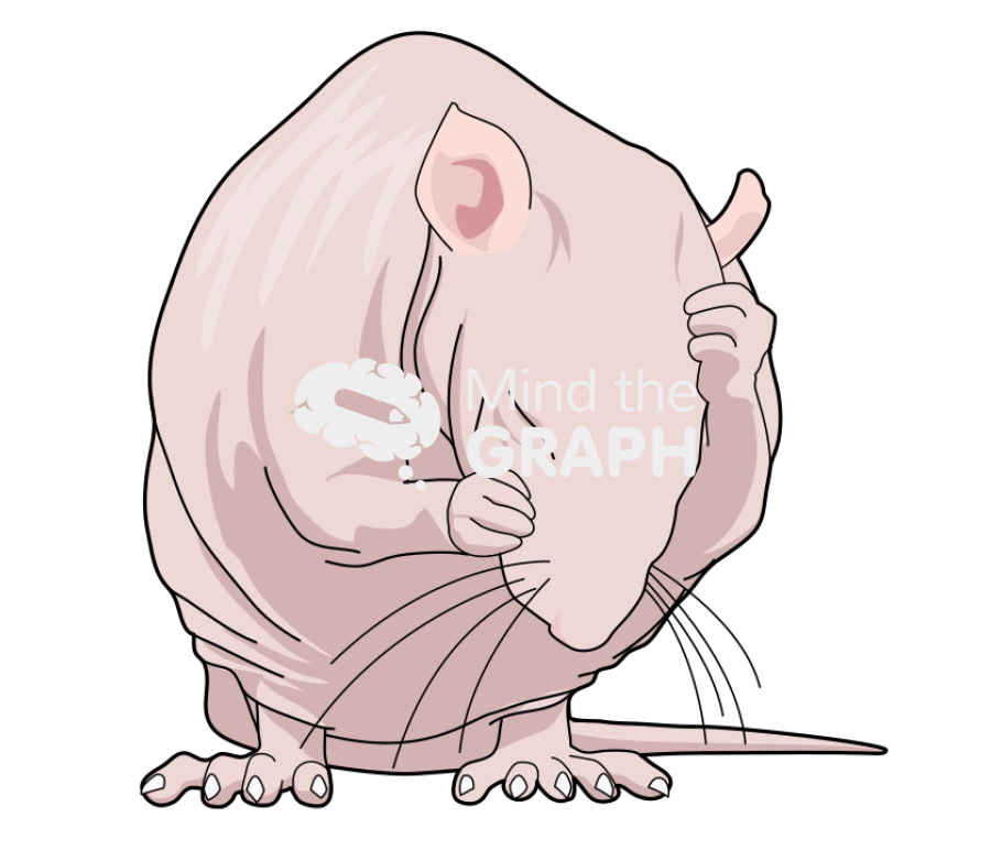 Rat hairless 4 Icons, Symbols, Pictures, and Images