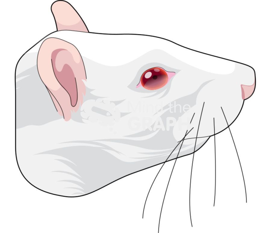 Free Rat head Icons, Symbols, Pictures, and Images | Mind the Graph