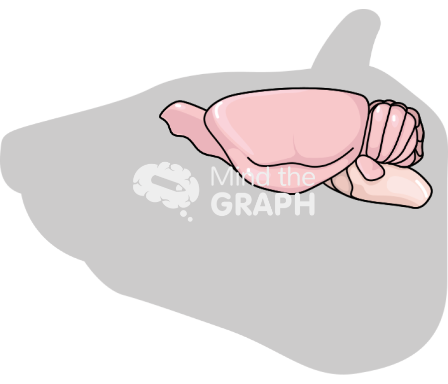 Rat head brain body Icons, Symbols, Pictures, and Images