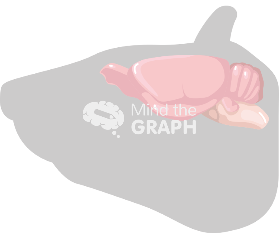 Rat head brain body Icons, Symbols, Pictures, and Images