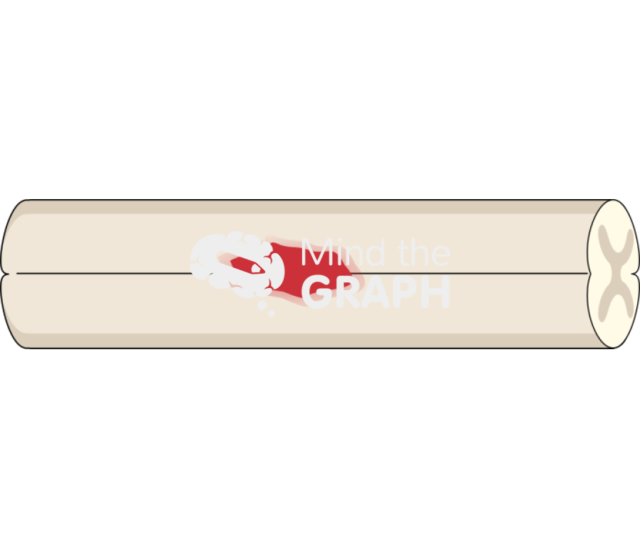 Rat injured spinal cord top view Icons, Symbols, Pictures, and Images