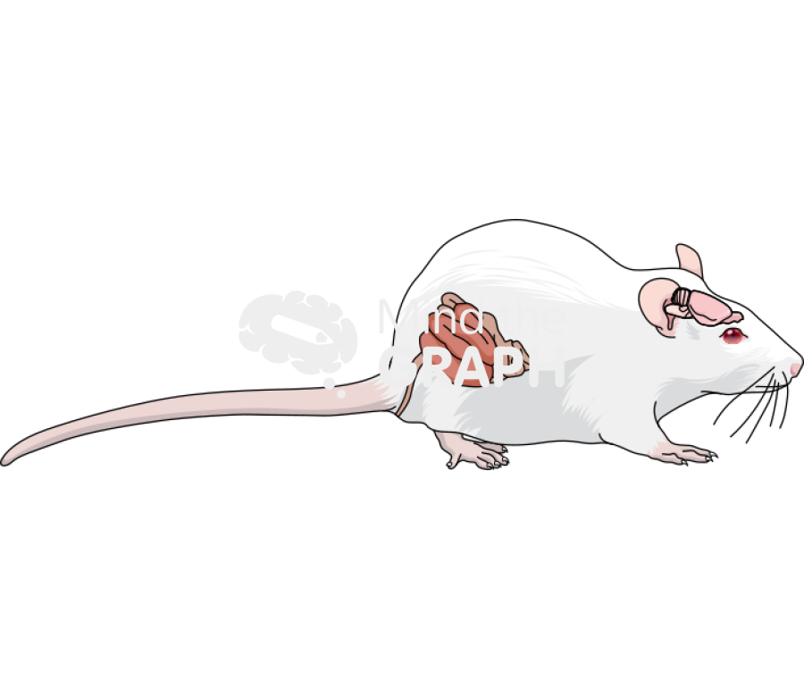 Rat intestine brain lateral Icons, Symbols, Pictures, and Images