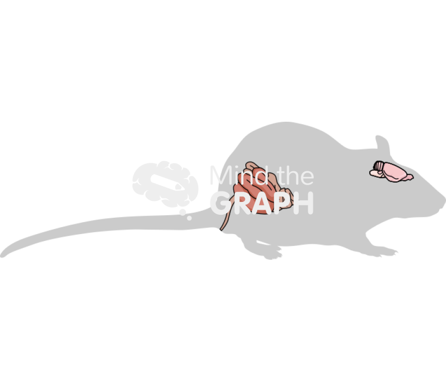 Rat intestine brain shape lateral Icons, Symbols, Pictures, and Images