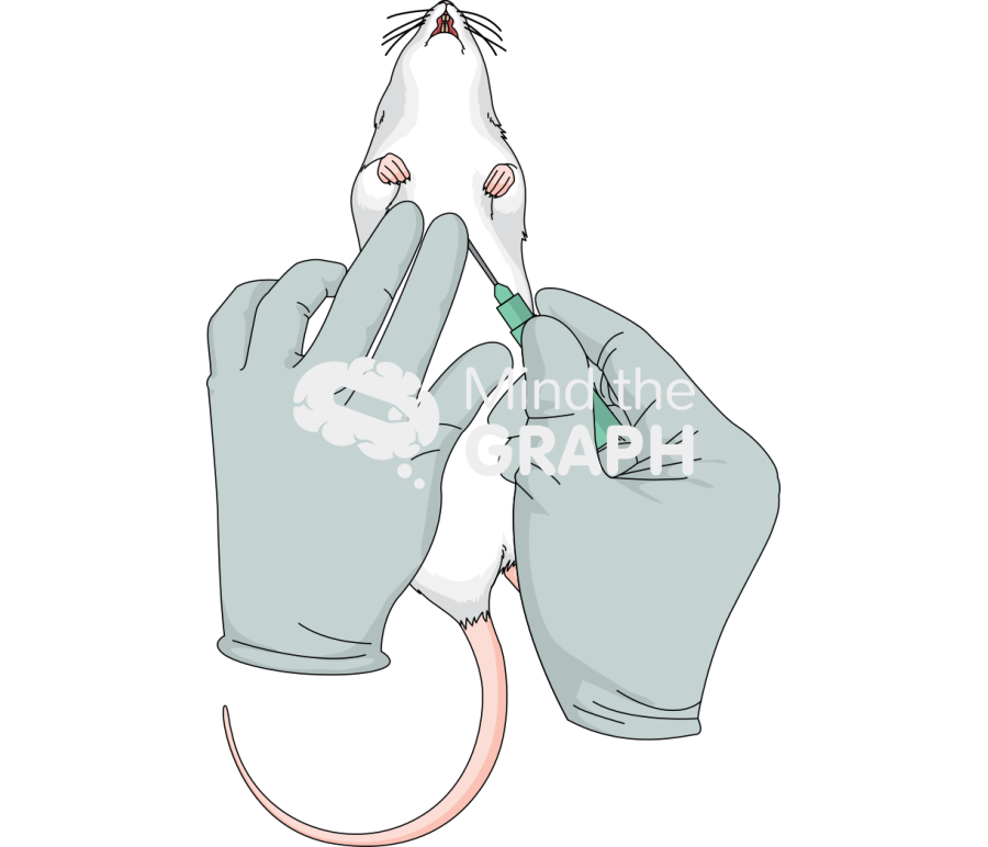 Rat intracardiac puncture Icons, Symbols, Pictures, and Images