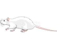 Rat lateral view - Edit and Customize Icons of Rat lateral view Rat lateral view Icons, Symbols, Pictures, and Images