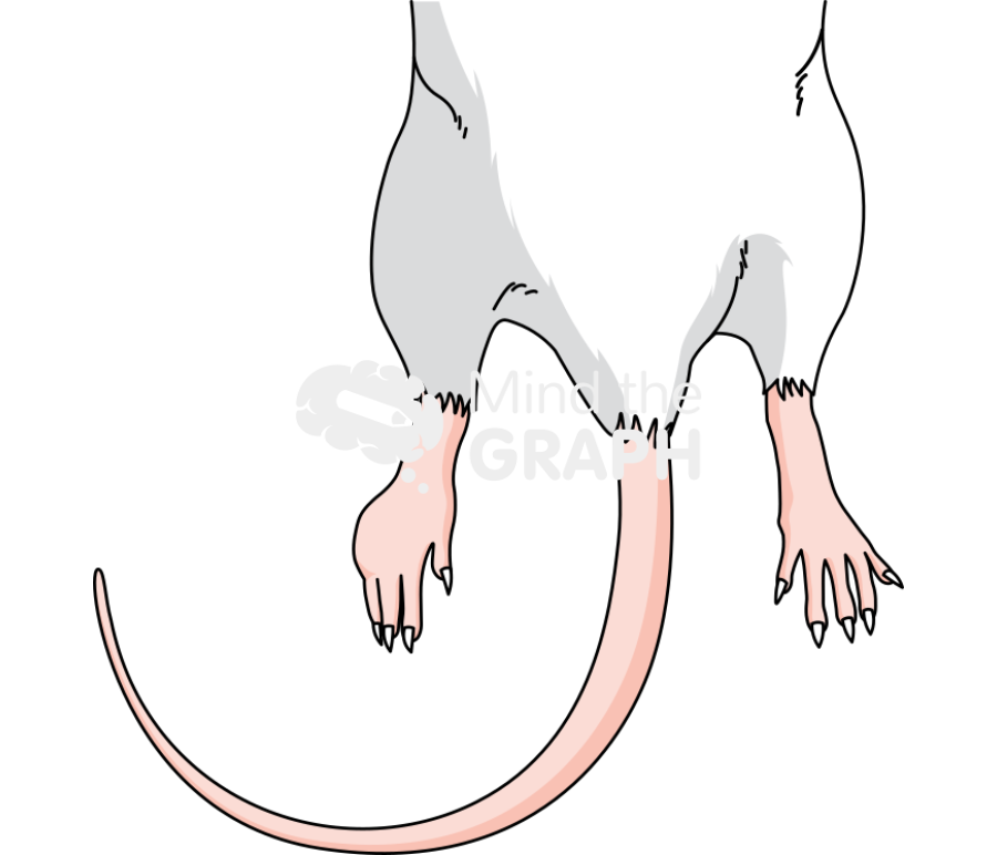 Rat leg edema front Icons, Symbols, Pictures, and Images