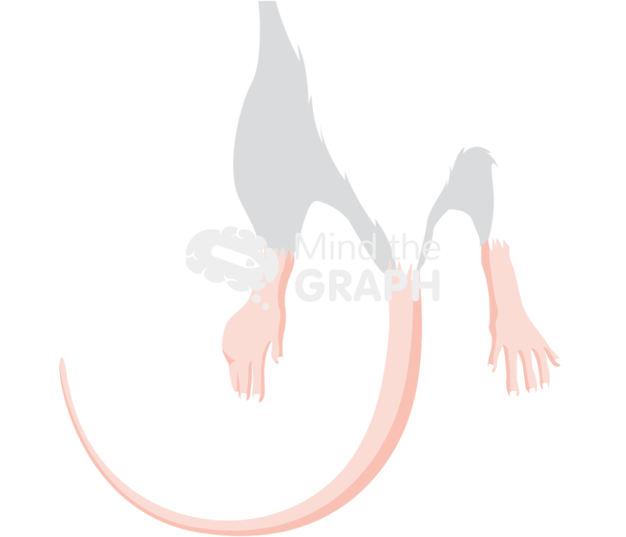 Rat leg edema front Icons, Symbols, Pictures, and Images