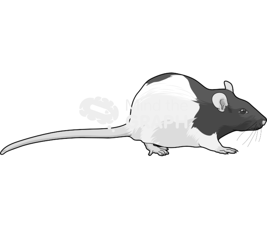 Rat lister 1 Icons, Symbols, Pictures, and Images