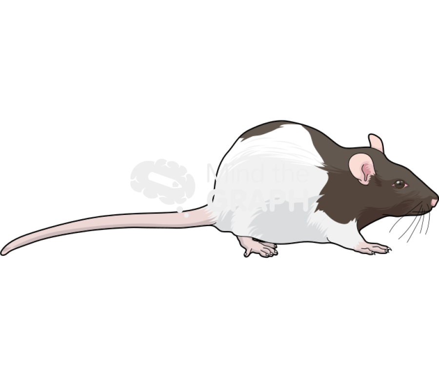 Rat lister 1 Icons, Symbols, Pictures, and Images
