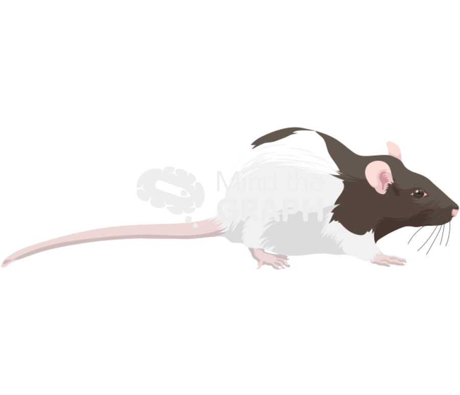 Rat lister 1 Icons, Symbols, Pictures, and Images