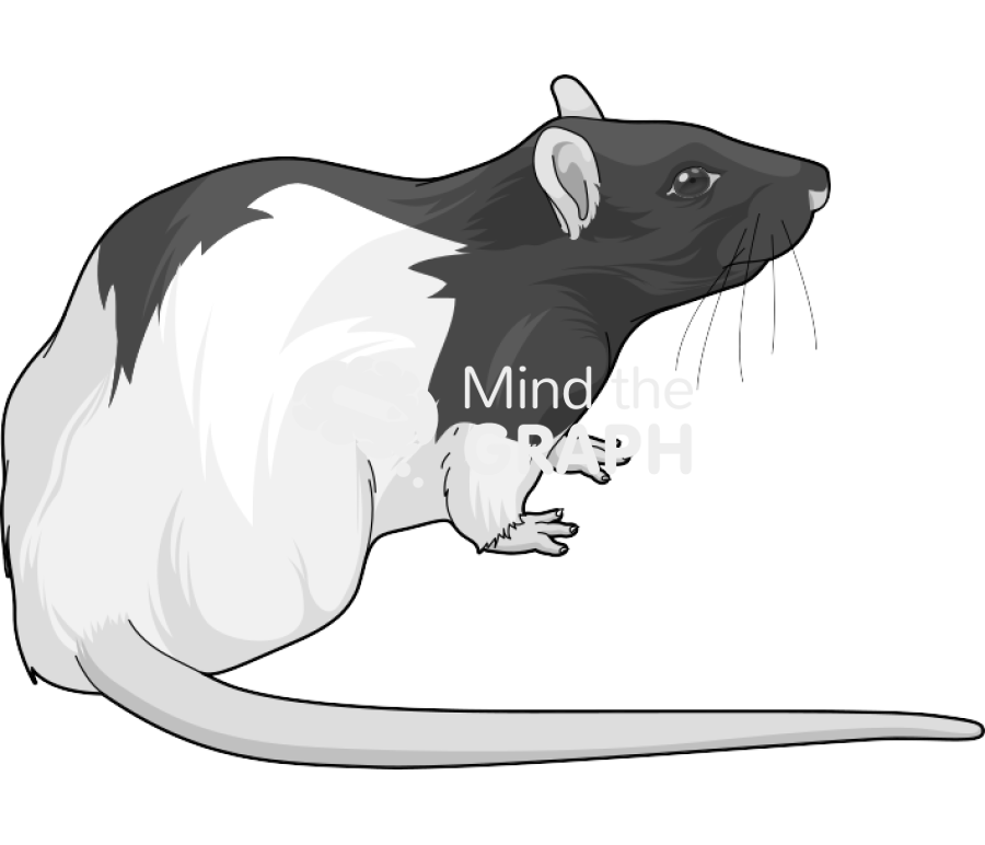 Rat lister 2 Icons, Symbols, Pictures, and Images