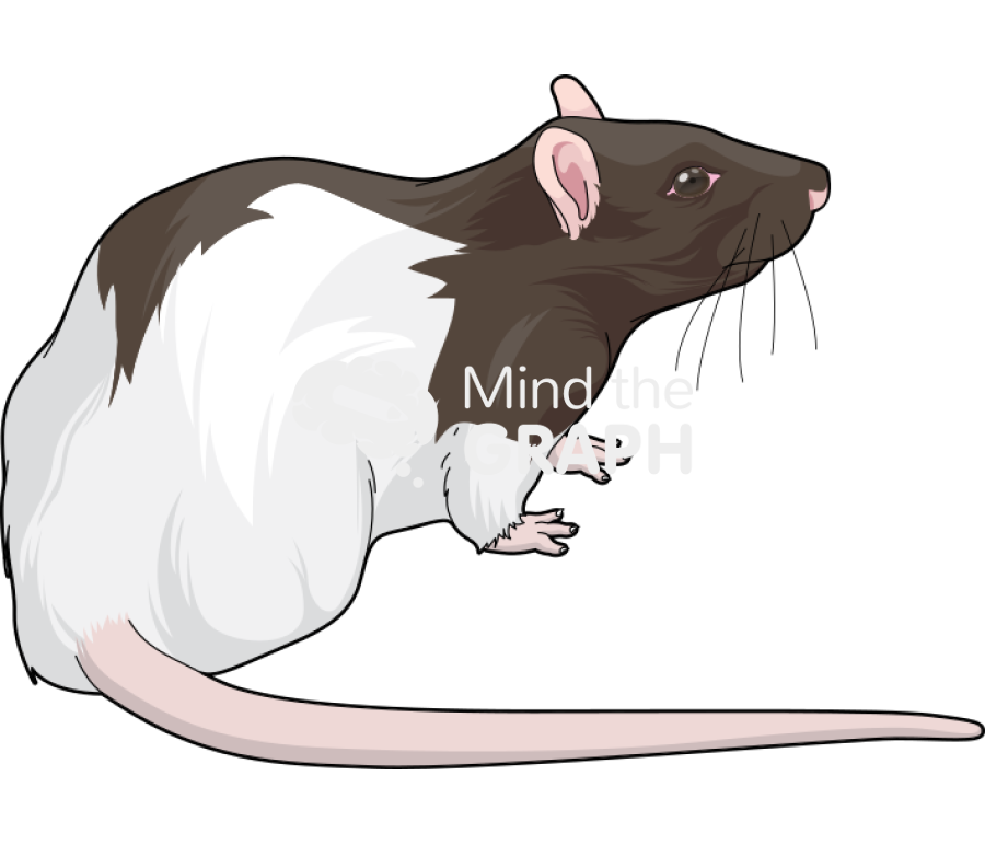 Rat lister 2 Icons, Symbols, Pictures, and Images