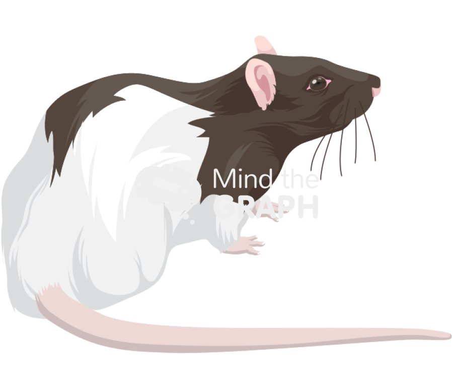 Rat lister 2 Icons, Symbols, Pictures, and Images