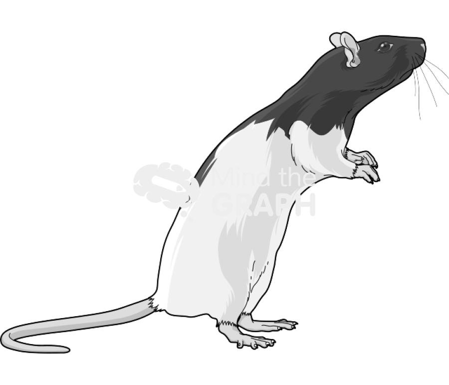 Rat lister 3 Icons, Symbols, Pictures, and Images