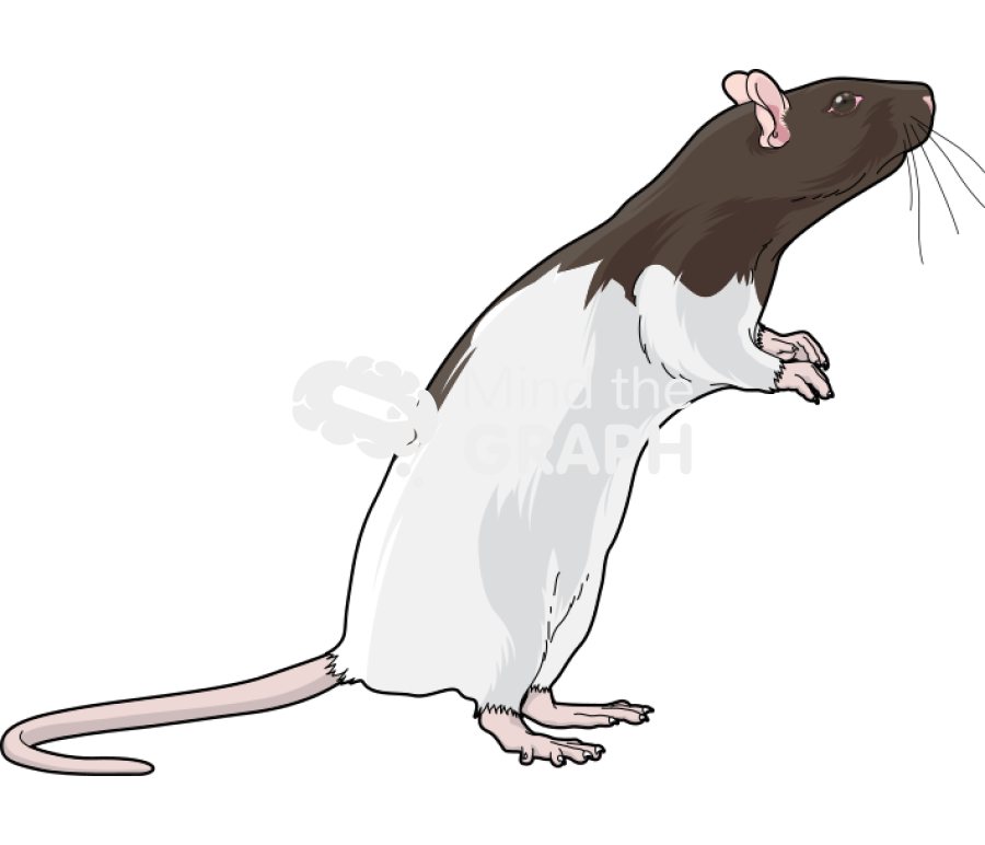 Rat lister 3 Icons, Symbols, Pictures, and Images