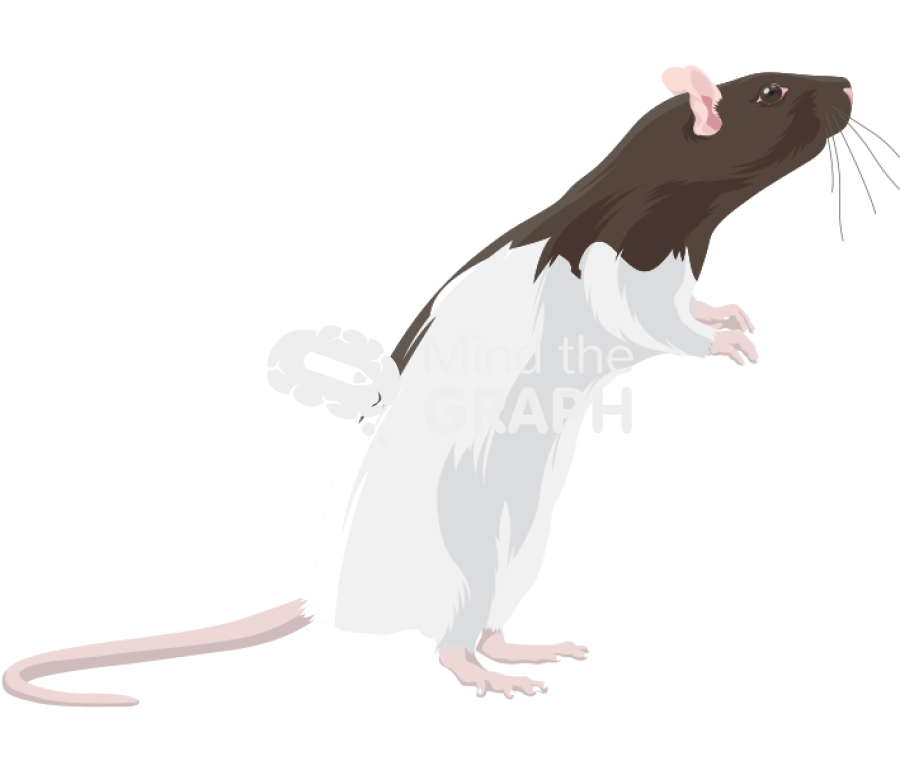 Rat lister 3 Icons, Symbols, Pictures, and Images