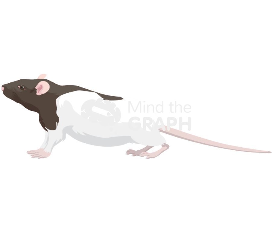 Rat lister stretch attend posture Icons, Symbols, Pictures, and Images
