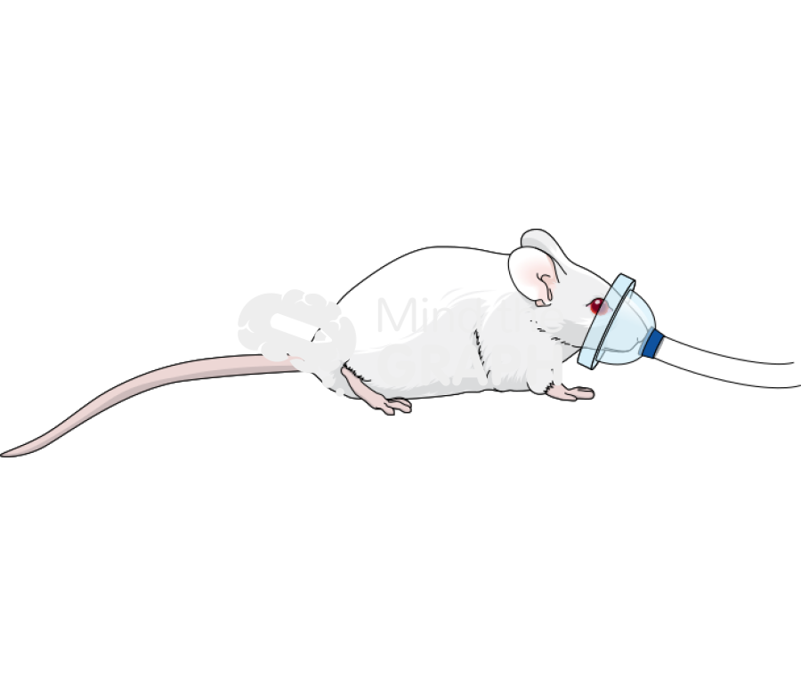 Rat mask application Icons, Symbols, Pictures, and Images