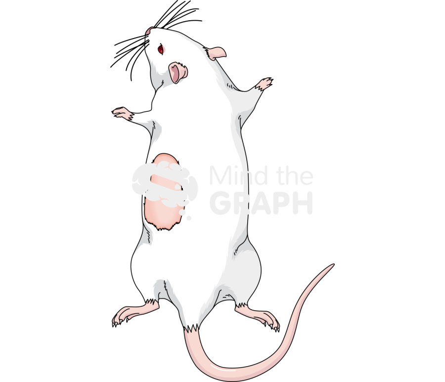 Rat nephrectomy Icons, Symbols, Pictures, and Images