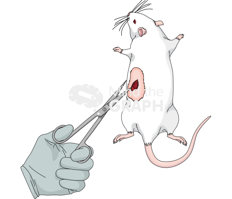 Rat nephrectomy 2 Icons, Symbols, Pictures, and Images