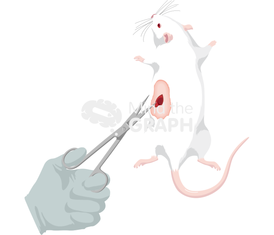 Rat nephrectomy 2 Icons, Symbols, Pictures, and Images