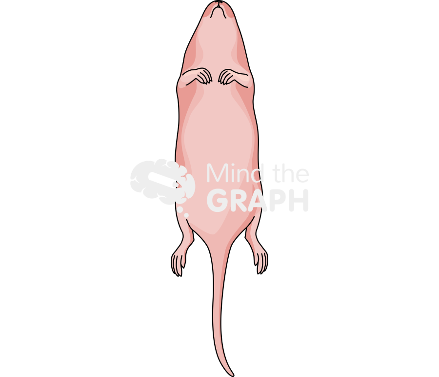 Rat newborn ventral Icons, Symbols, Pictures, and Images