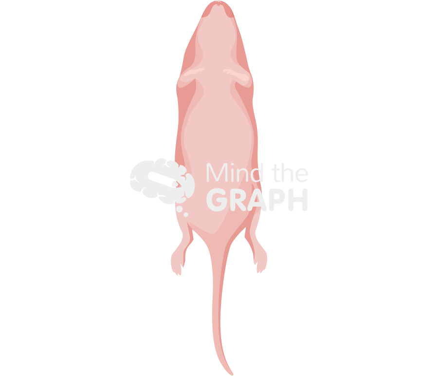 Rat newborn ventral Icons, Symbols, Pictures, and Images