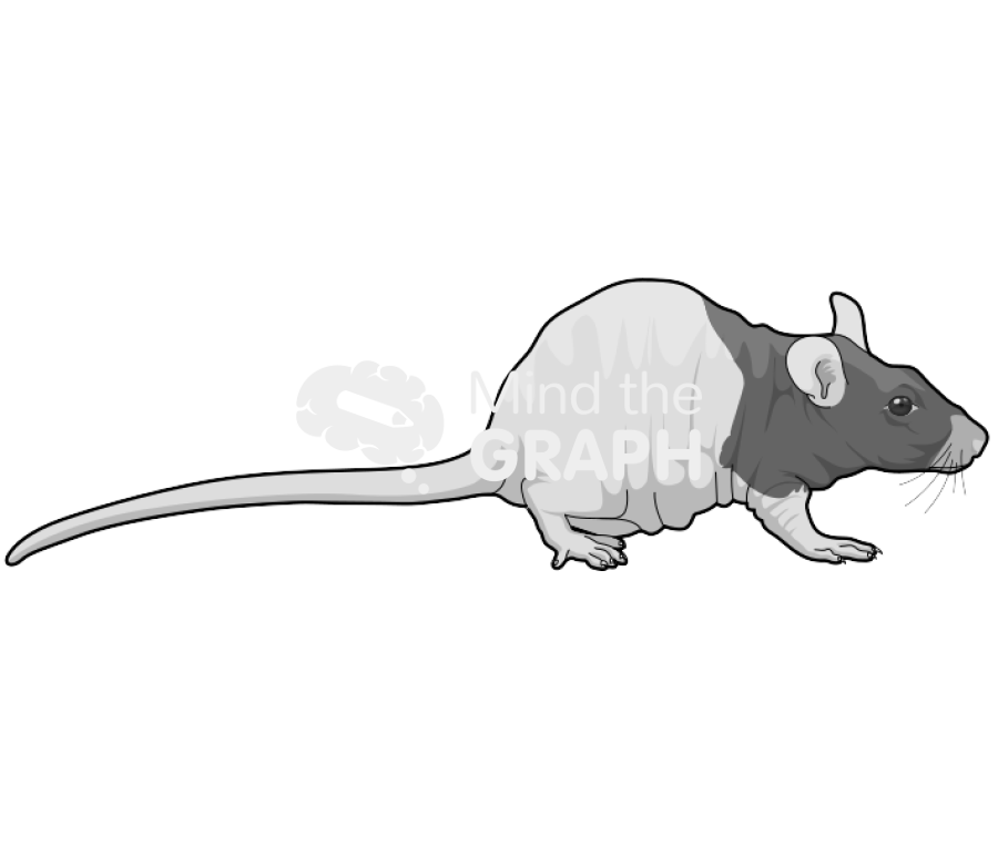 Rat nude 1 Icons, Symbols, Pictures, and Images