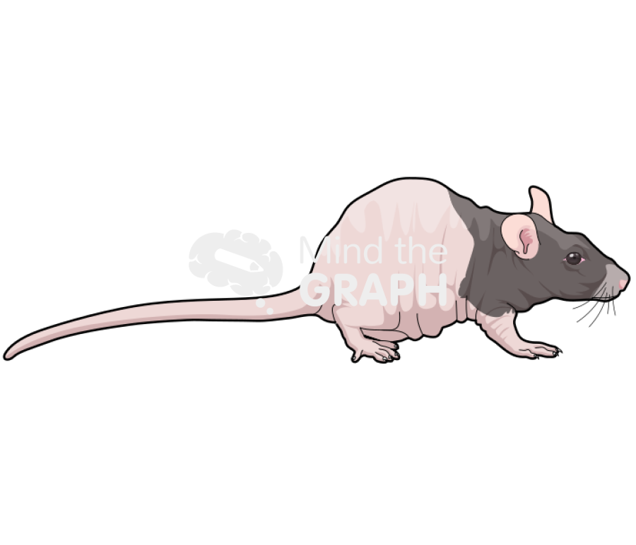 Rat nude 1 Icons, Symbols, Pictures, and Images