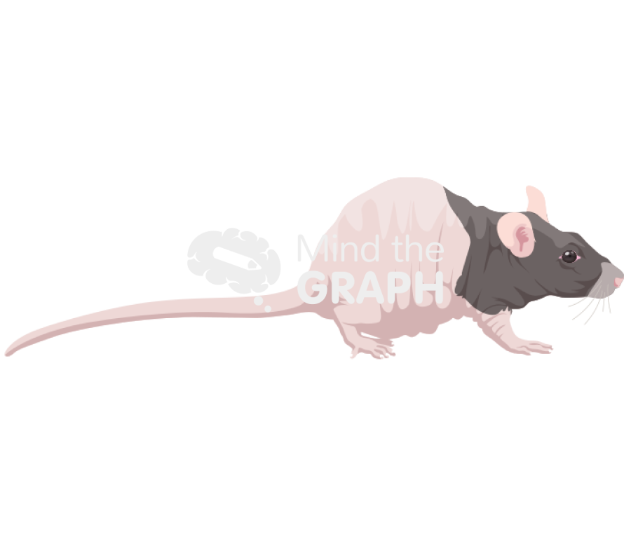 Rat nude 1 Icons, Symbols, Pictures, and Images