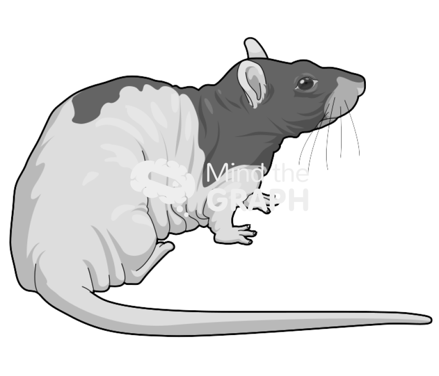 Rat nude 2 Icons, Symbols, Pictures, and Images