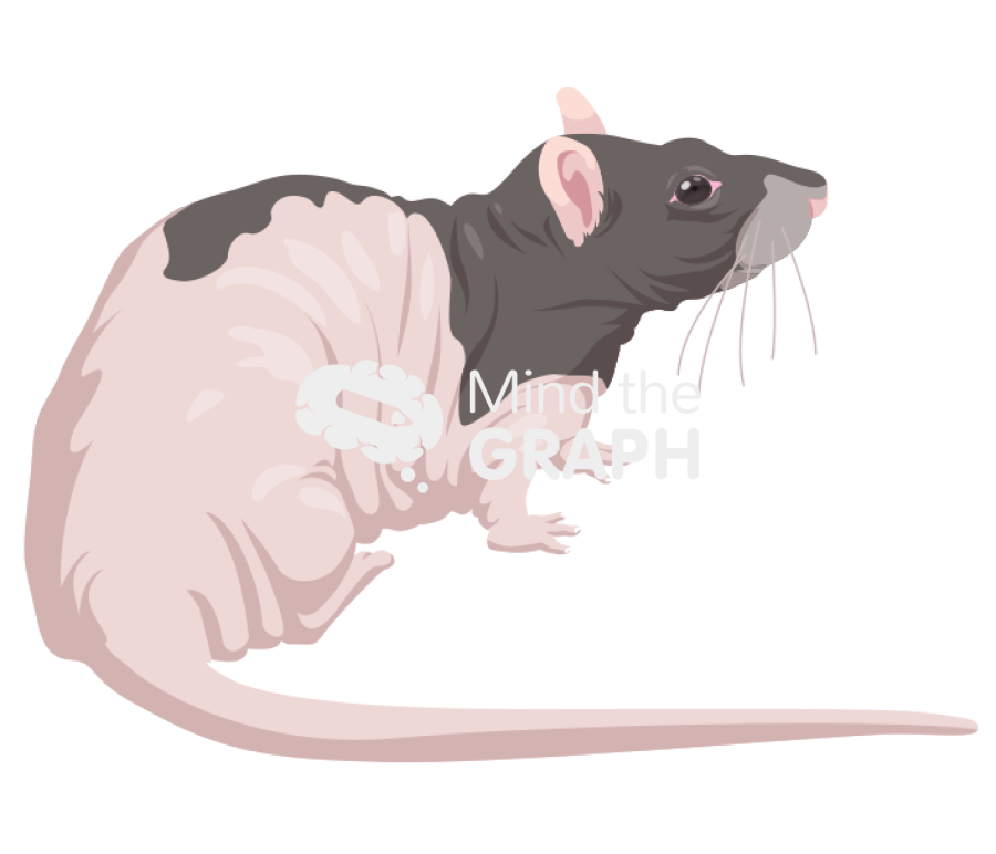 Rat nude 2 Icons, Symbols, Pictures, and Images