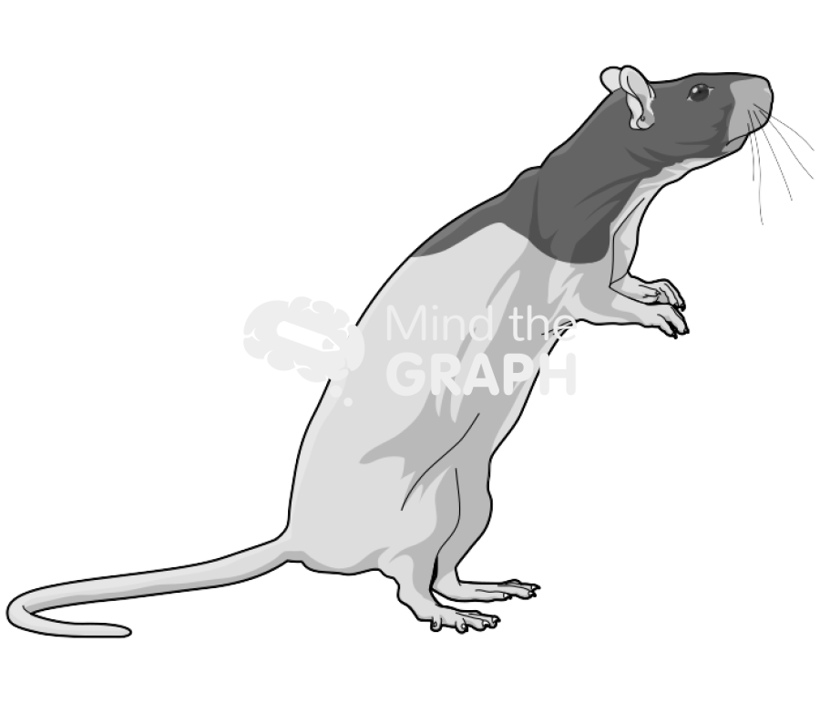 Rat nude 3 Icons, Symbols, Pictures, and Images