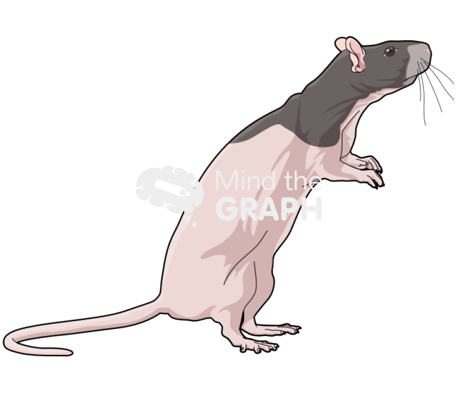 Rat nude 3 Icons, Symbols, Pictures, and Images