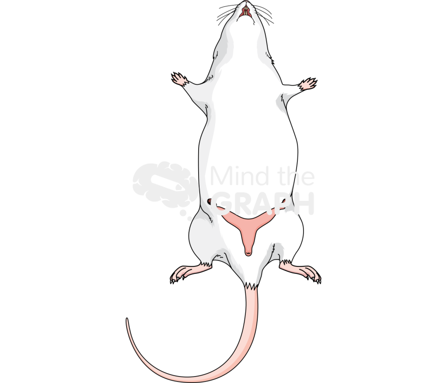 Rat reproductive system body full Icons, Symbols, Pictures, and Images