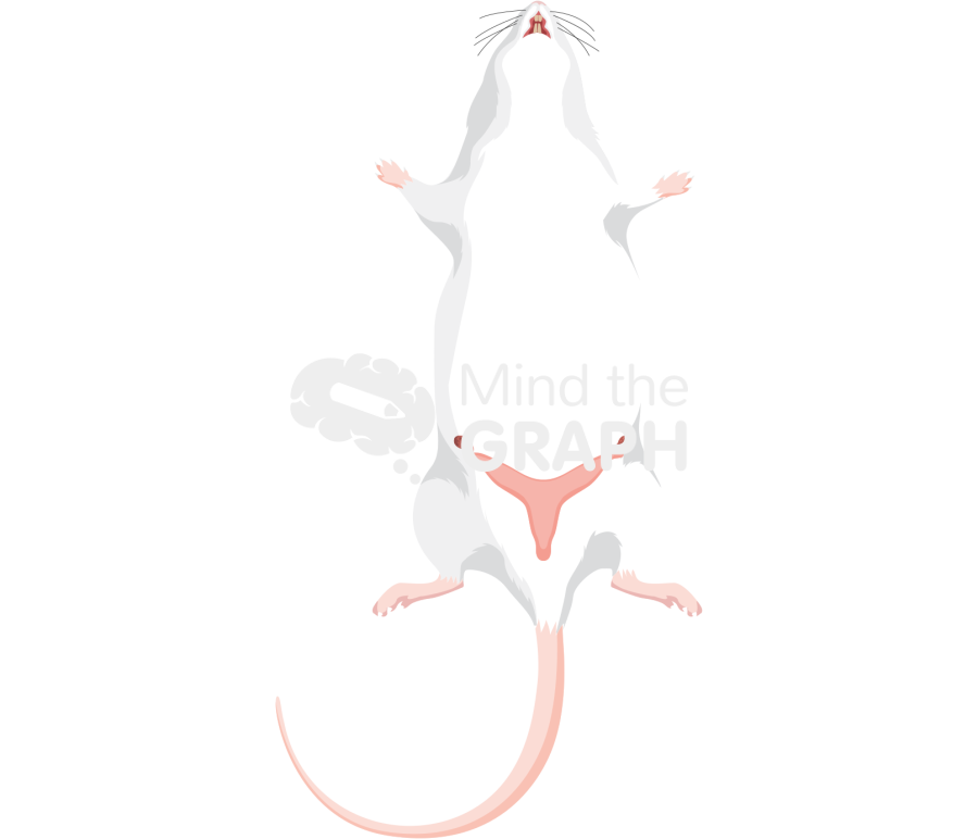 Rat reproductive system body full Icons, Symbols, Pictures, and Images
