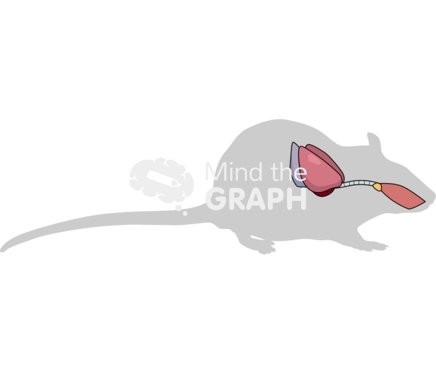 Rat respiratory system shape lateral Icons, Symbols, Pictures, and Images