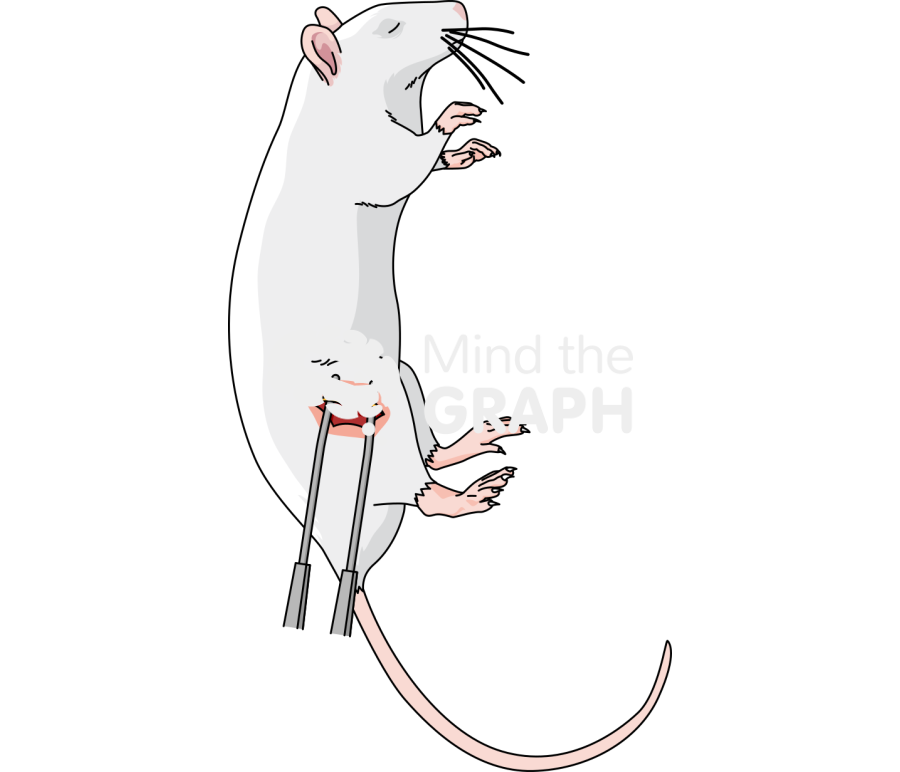 Rat sciatic nerve injury Icons, Symbols, Pictures, and Images