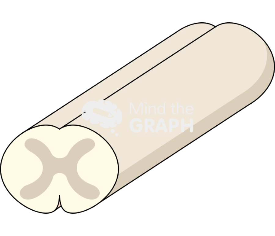 Rat spinal cord Icons, Symbols, Pictures, and Images