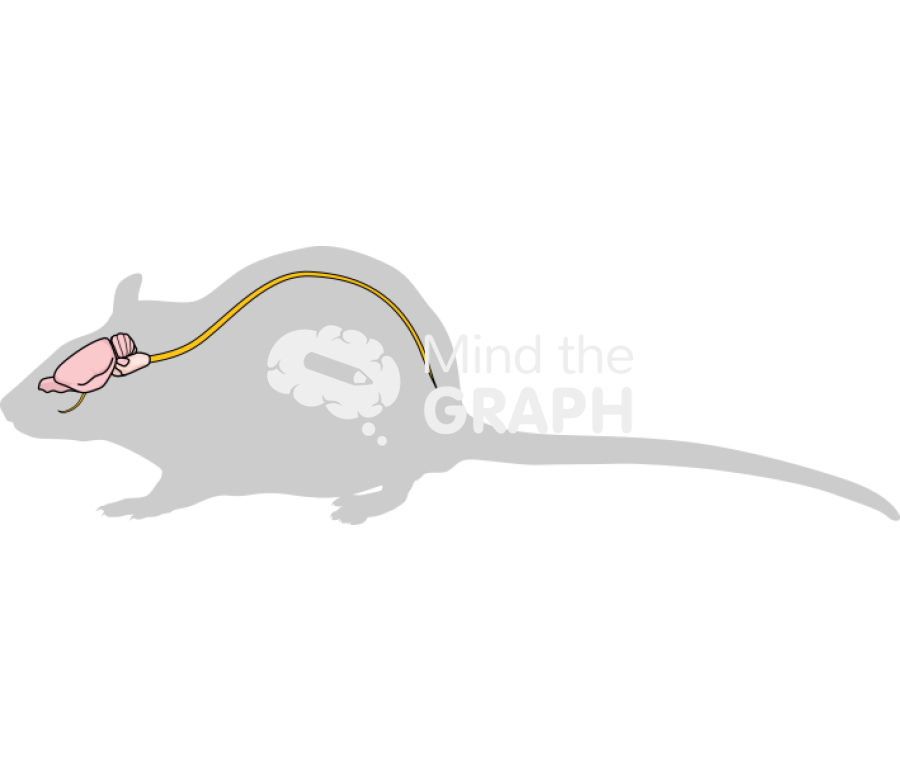 Rat spinal cord brain stem Icons, Symbols, Pictures, and Images