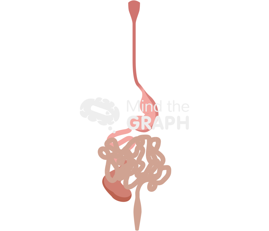 Rat stomach intestine Icons, Symbols, Pictures, and Images