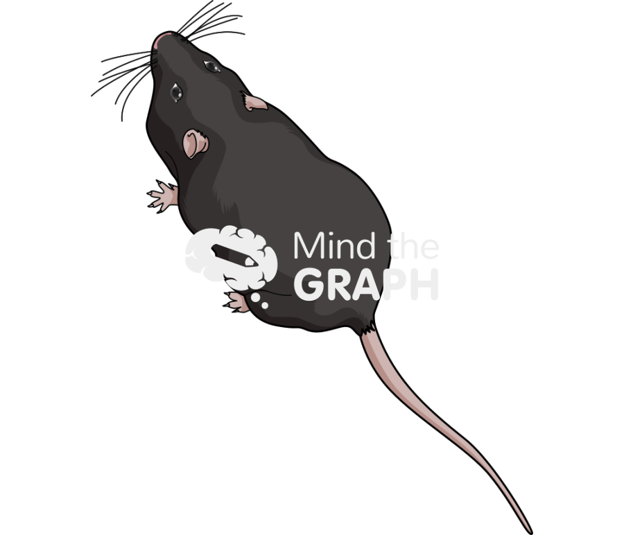 Rat top black Icons, Symbols, Pictures, and Images