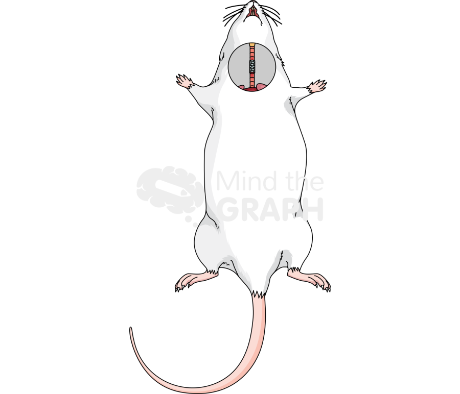 Rat trachea pga tube Icons, Symbols, Pictures, and Images