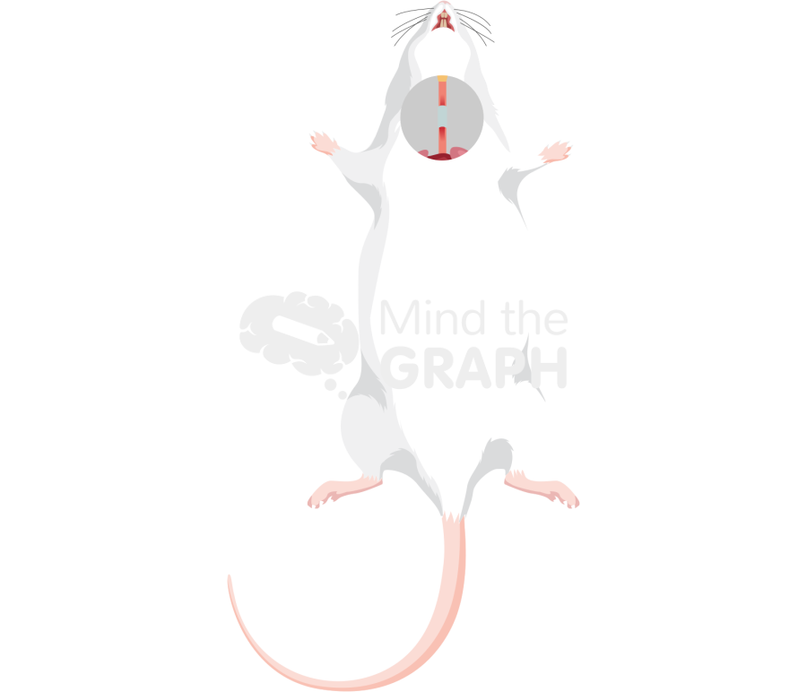 Rat trachea pga tube Icons, Symbols, Pictures, and Images