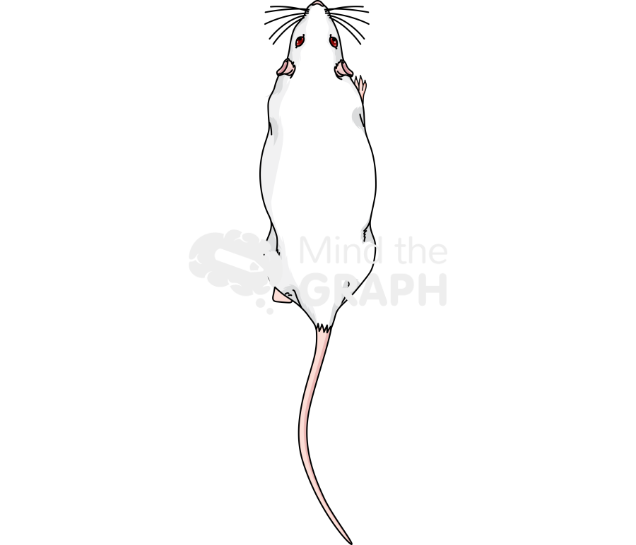 Rat walking top Icons, Symbols, Pictures, and Images