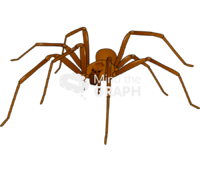 Recluse spider - Edit and Customize Icons of Recluse spider Recluse spider Icons, Symbols, Pictures, and Images