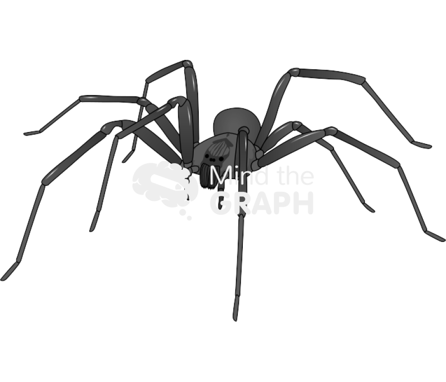 Recluse spider Icons, Symbols, Pictures, and Images