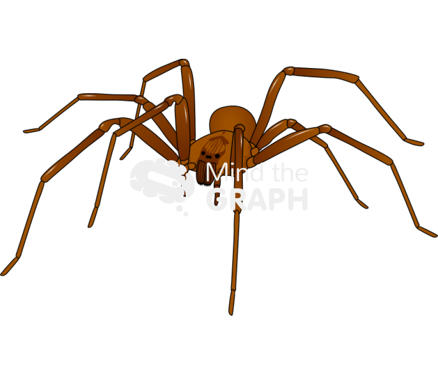 Recluse spider Icons, Symbols, Pictures, and Images