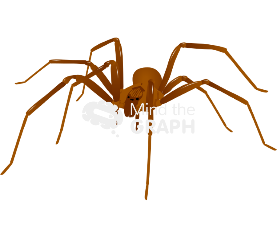 Recluse spider Icons, Symbols, Pictures, and Images